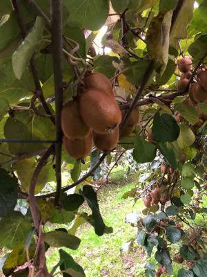 Kiwi