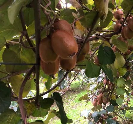 Produzione di frutta